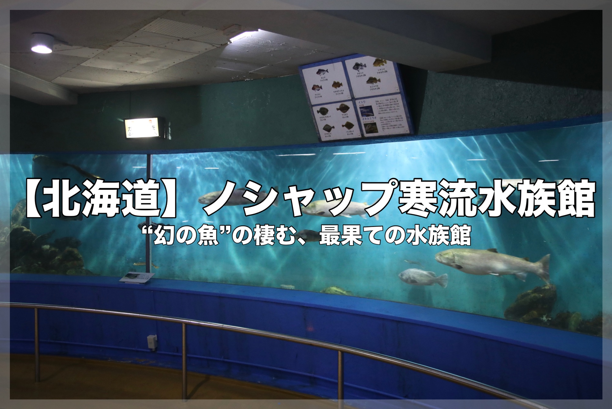 ノシャップ寒流水族館のブログアイキャッチ画像。薄暗い水族館内、美しい光条が差し込む大きな曲面水槽で、絶滅危惧種のイトウ（“幻の魚”）などの大きな魚が泳ぐ様子。水槽の上部には魚類解説パネルがあり、中央には白地で縁取りされたテキストで、「【北海道】 ノシャップ寒流水族館 “幻の魚”の棲む、最果ての水族館」と書かれている。